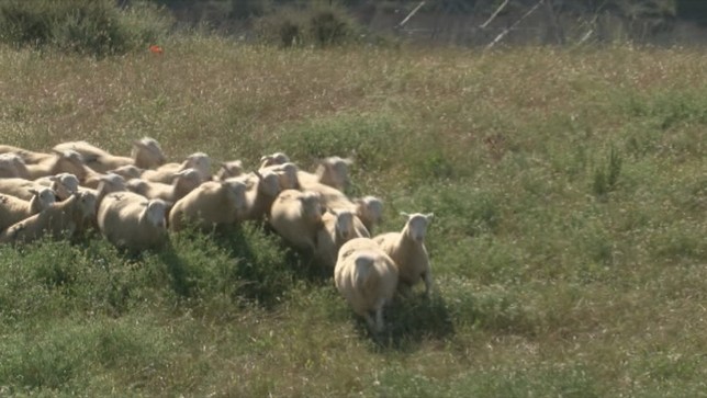 Nuevo ataque: la osa Claverina mata a otra oveja en Uztárroz