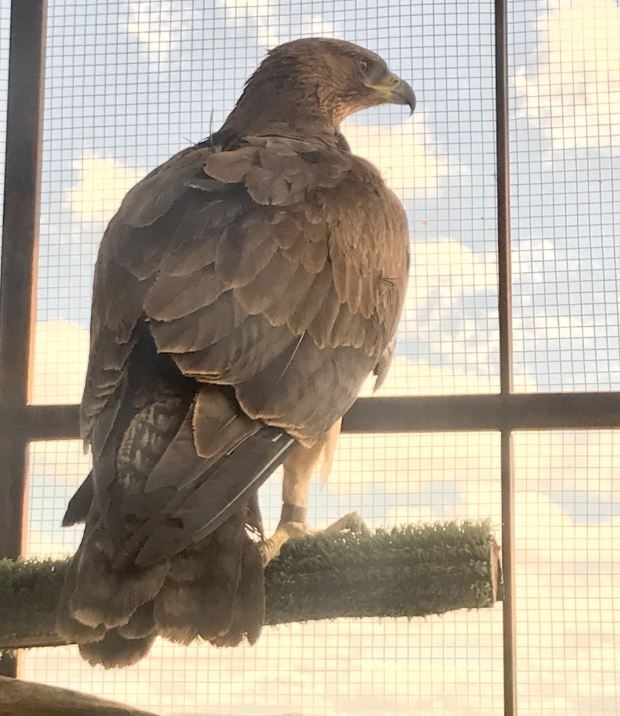 Salao', una joven águila de Bonelli, libre tras recuperarse | Las noticias  de Navarra Televisión