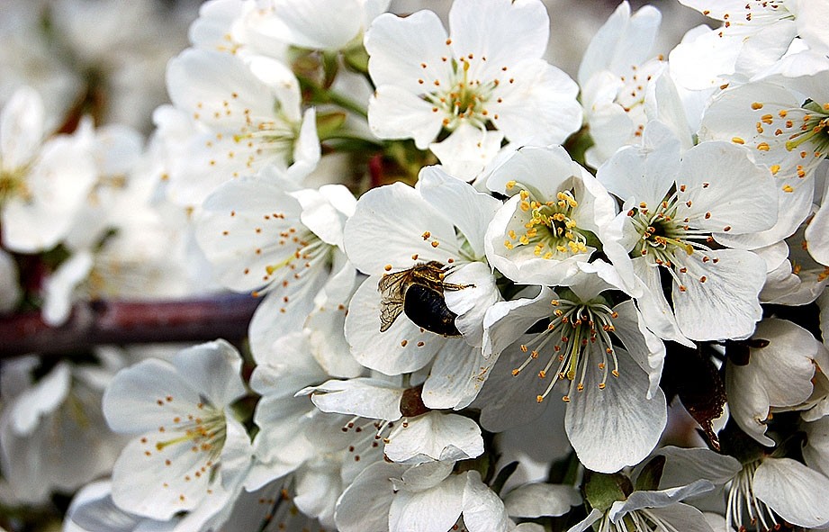 Una abeja en una flor de cerezo.
