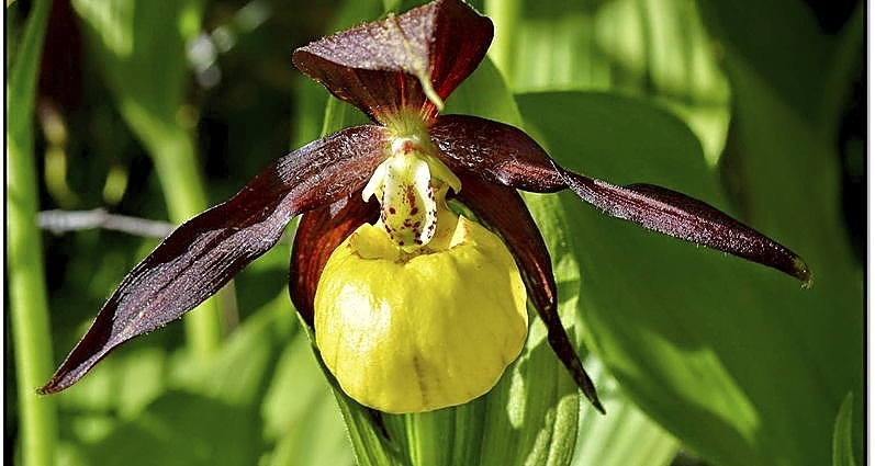 Orquídea zueco