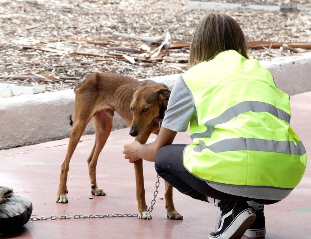 Imagen de archivo de una veterinaria voluntaria con una perra rescatada en la zona afectada por la erupción del volcán de Cumbre Vieja