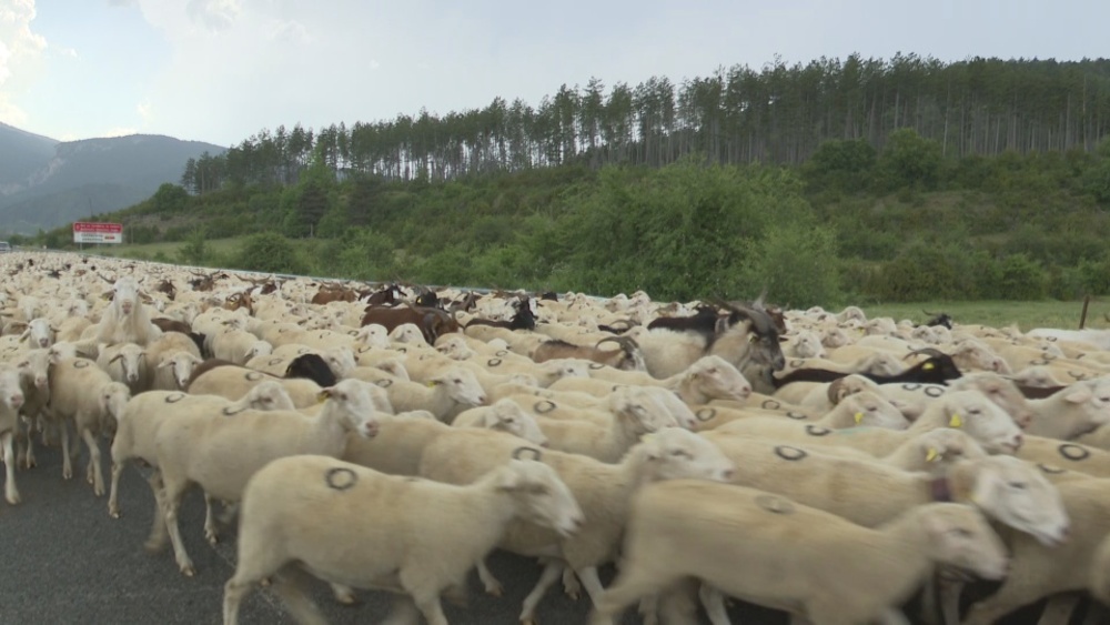 Vuelta a casa: miles de ovejas ponen rumbo al norte