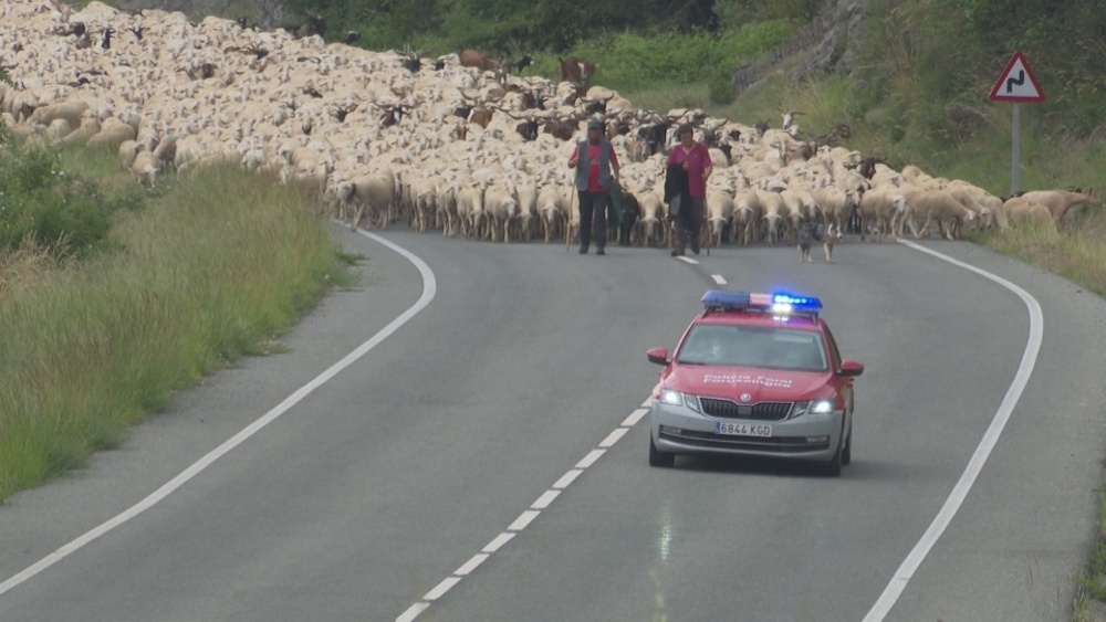 Vuelta a casa: miles de ovejas ponen rumbo al norte