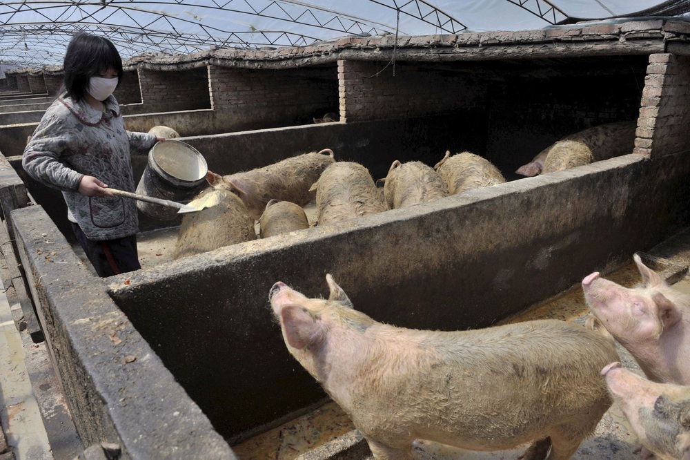 China quiere producir en 10 años el 95% del cerdo que consume