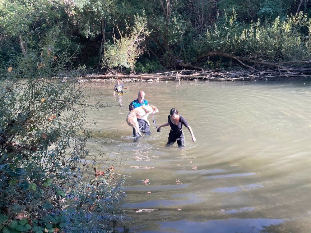 Salvan la vida de un perro en pleno río Arga