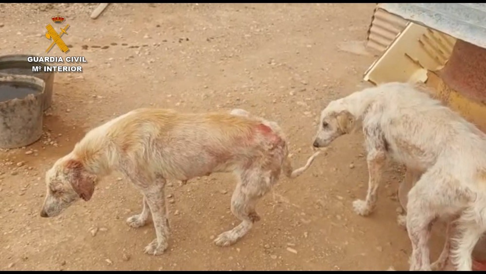 Investigado por maltratar a 16 perros en la Ribera