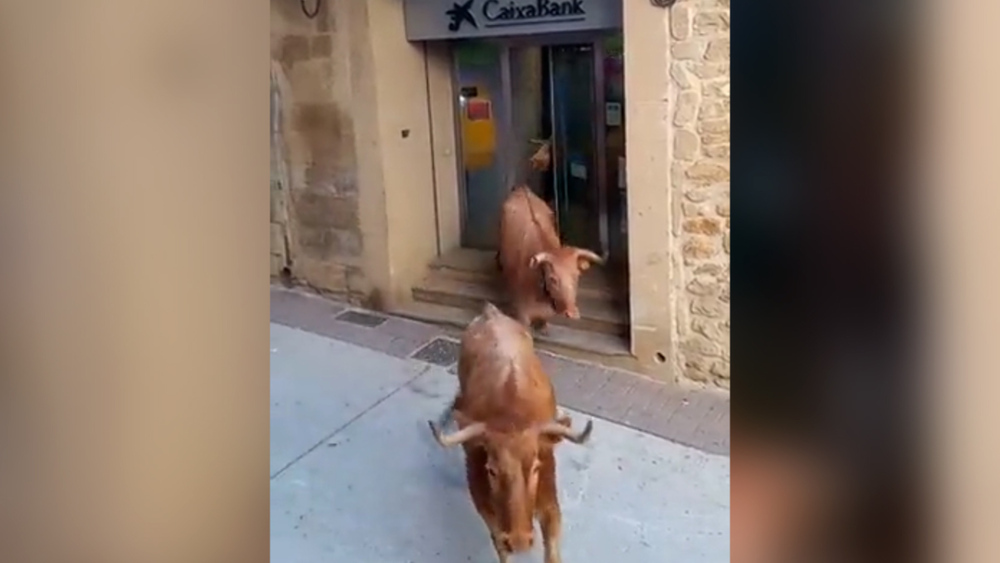 6 vacas se cuelan en la sucursal bancaria de Mendigorría