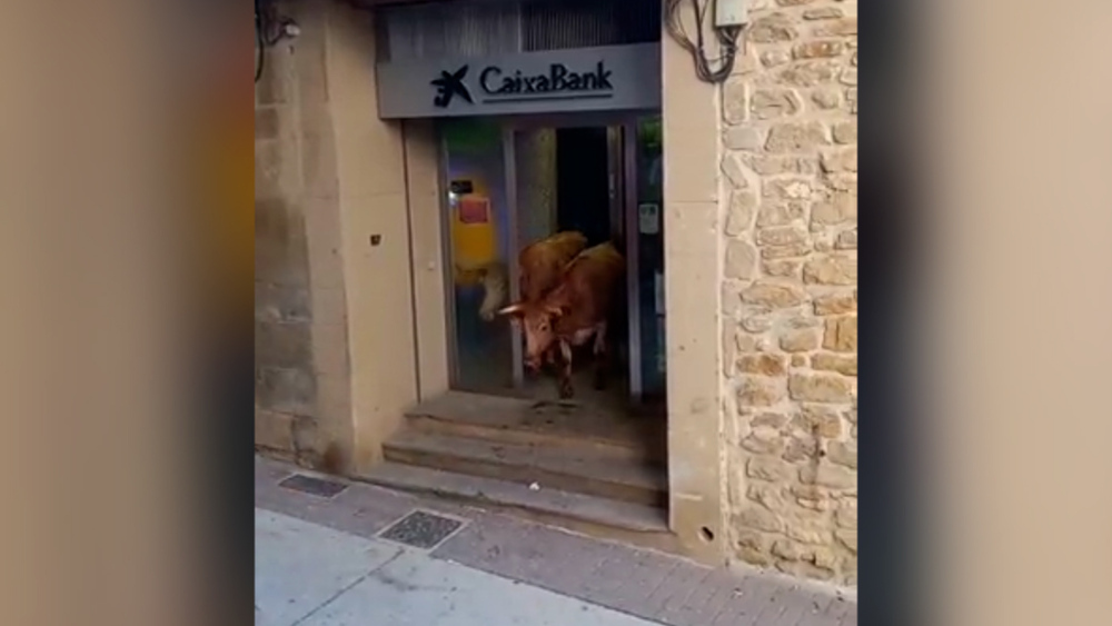 6 vacas se cuelan en la sucursal bancaria de Mendigorría