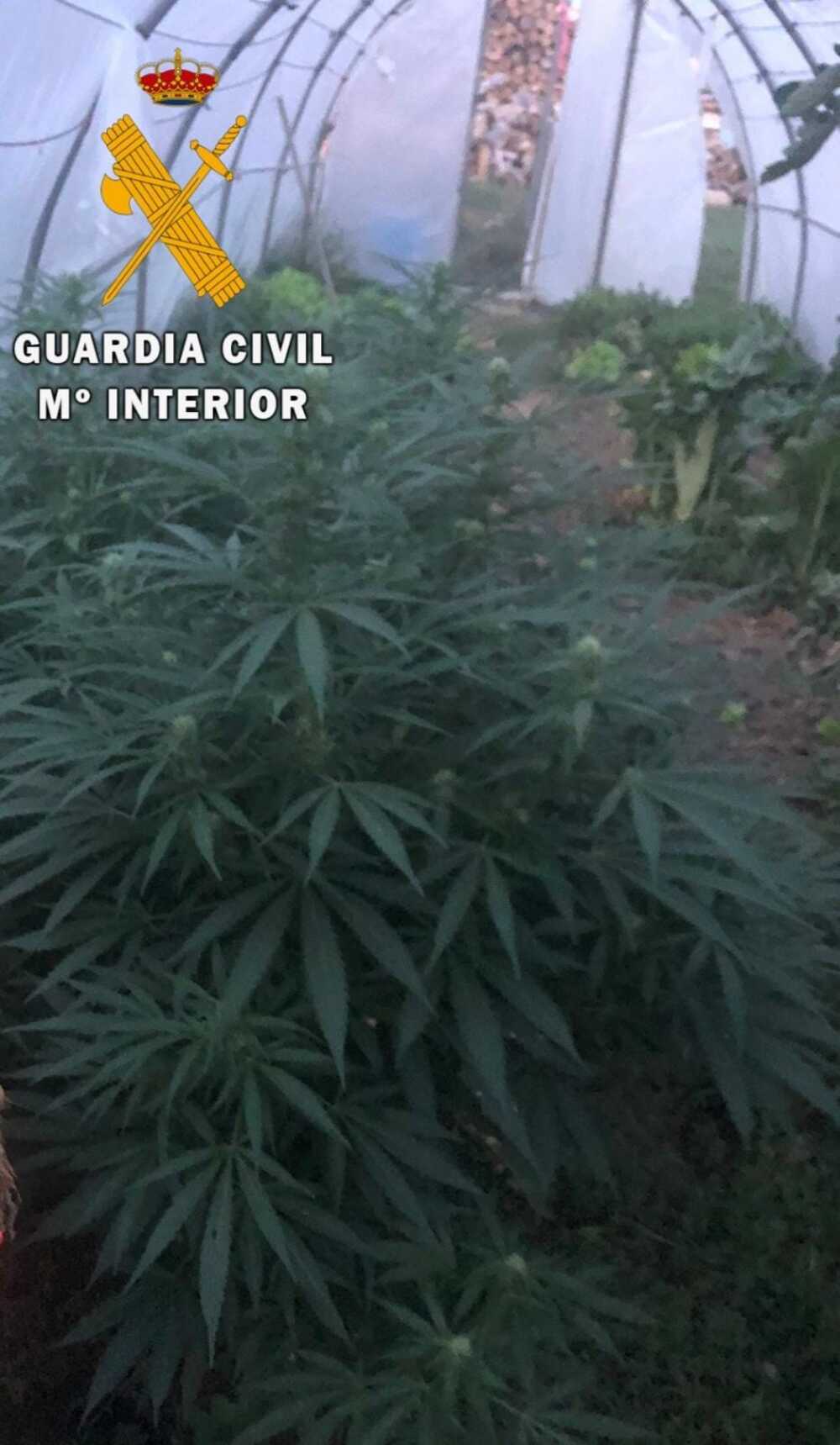 La Guardia Civil localiza varios invernaderos de marihuana