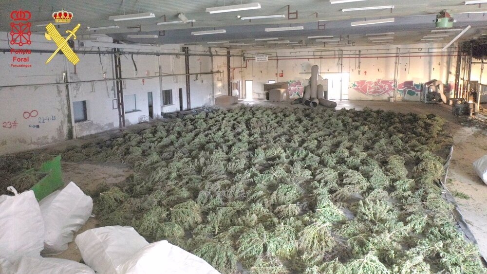 Plantación de marihuana desmantelada por la Guardia Civil y la Policía Foral