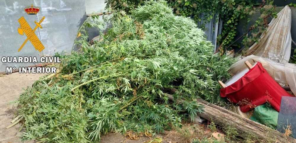 Incautadas 30 plantas de marihuana listas para su venta