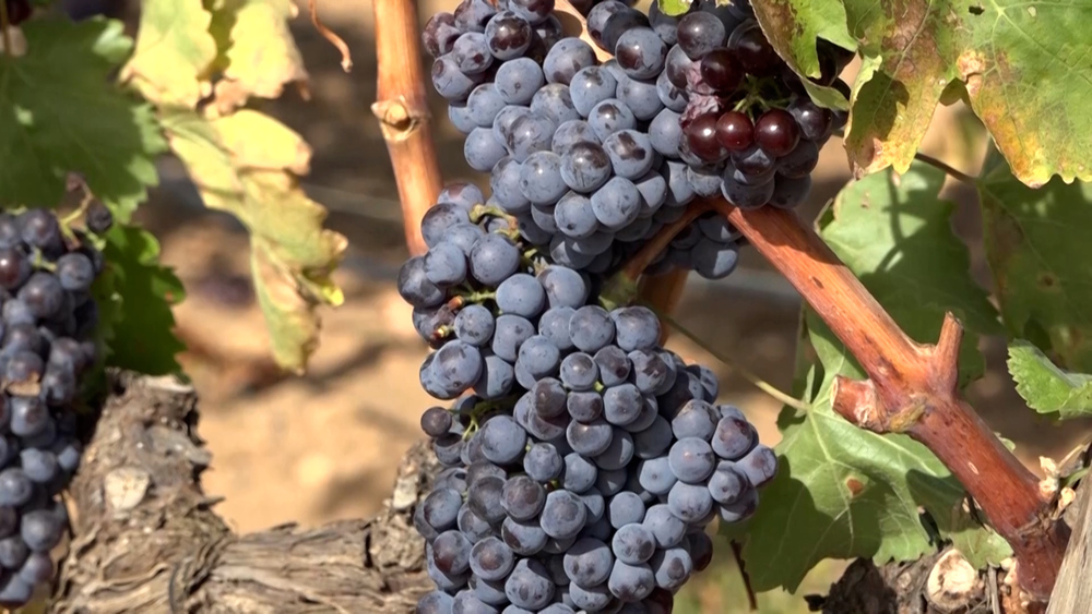 Termina la vendimia con 60 millones de kilos de uva