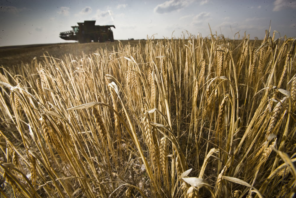 Cereal, vid y olivo: alerta por cambio climático