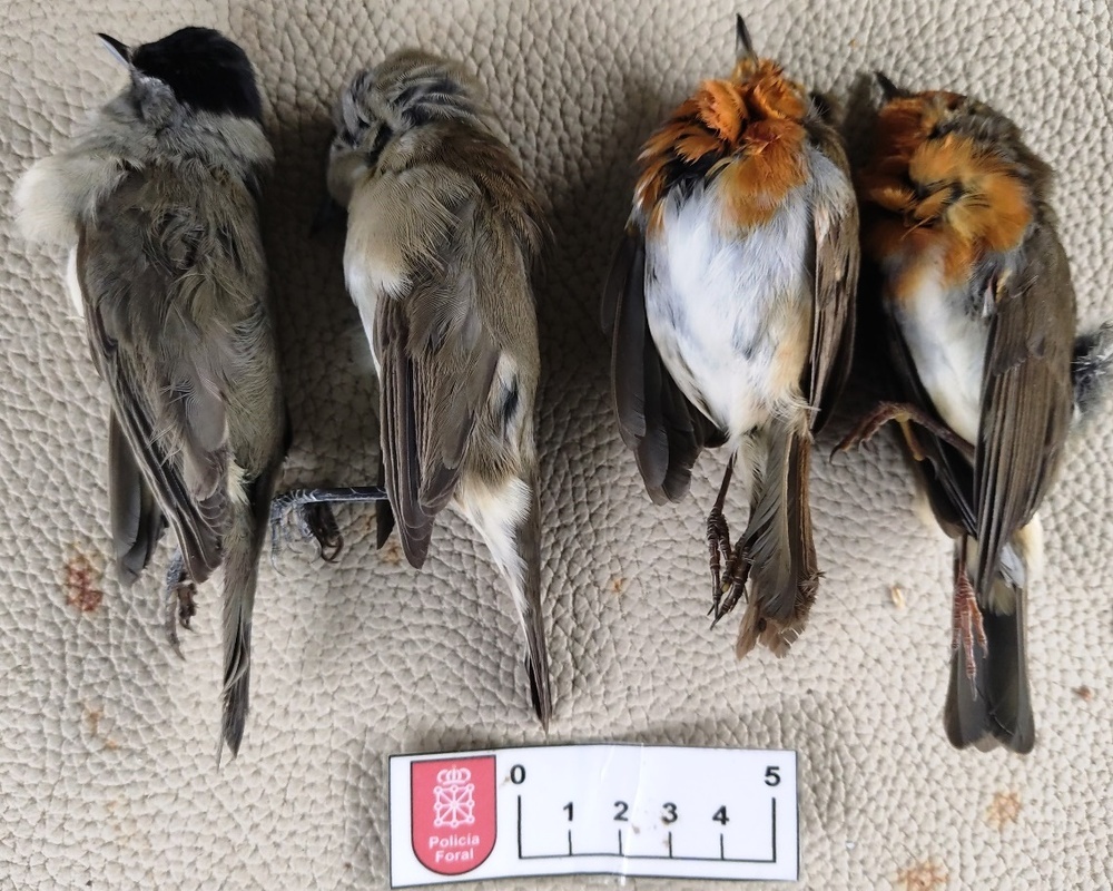 Investigado por cazar aves protegidas con artes prohibidas