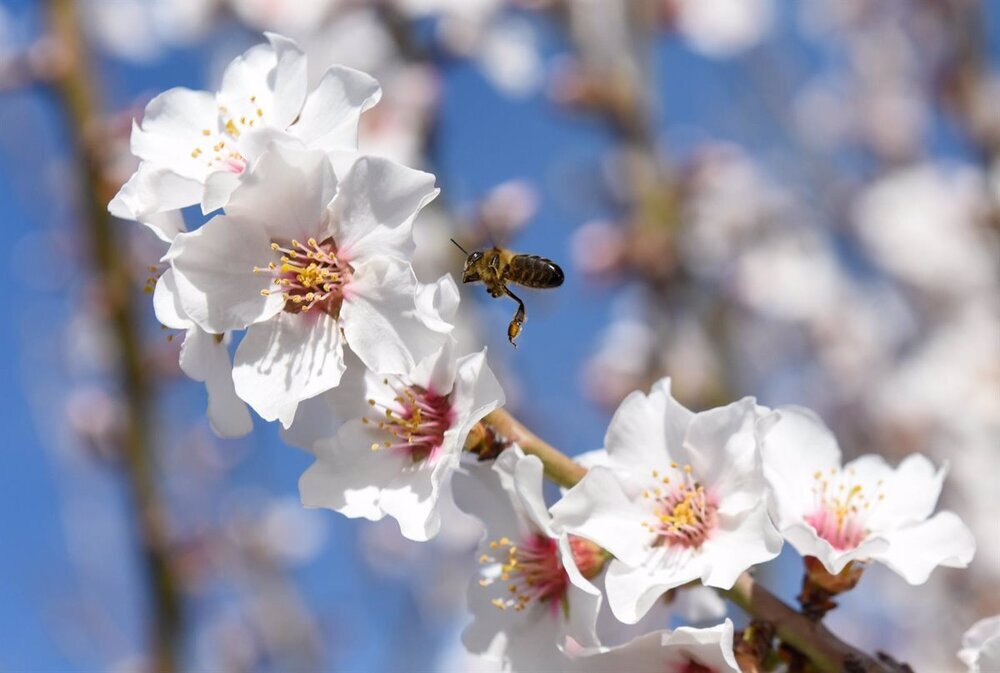 La primavera será leve este año para los alérgicos al polen