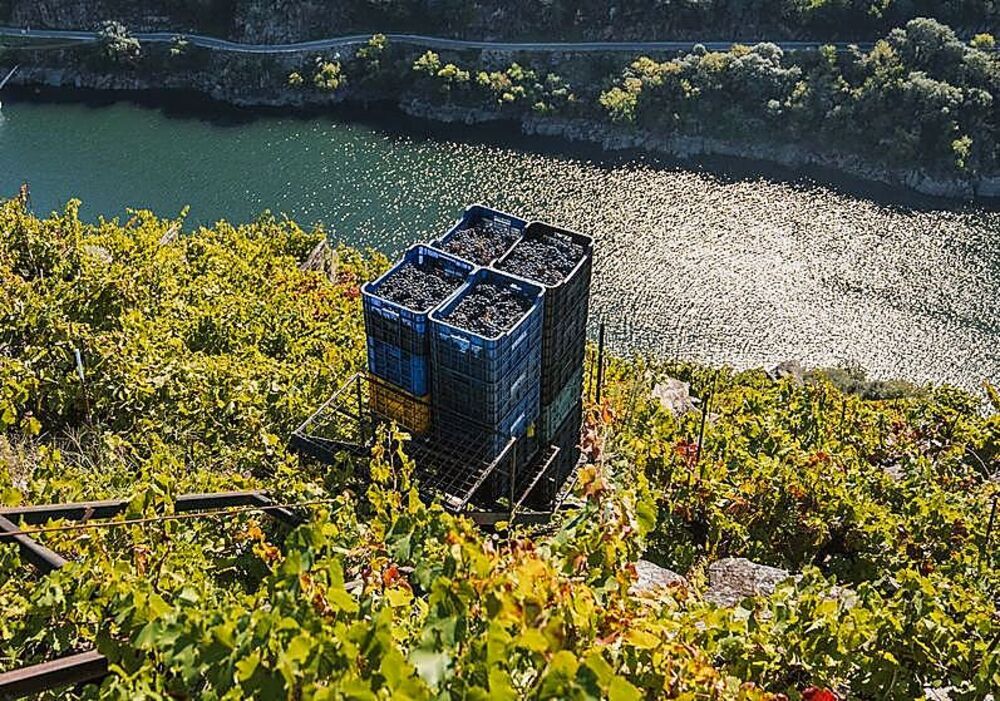 Sindo carga una de las cajas de uva recolectada junto al río Sil, que terminará convertida en vino Mencía.