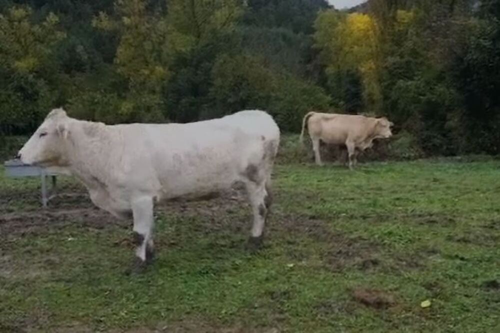 Mueren 10 vacas en Navarra por fiebre hemorrágica epizoótica