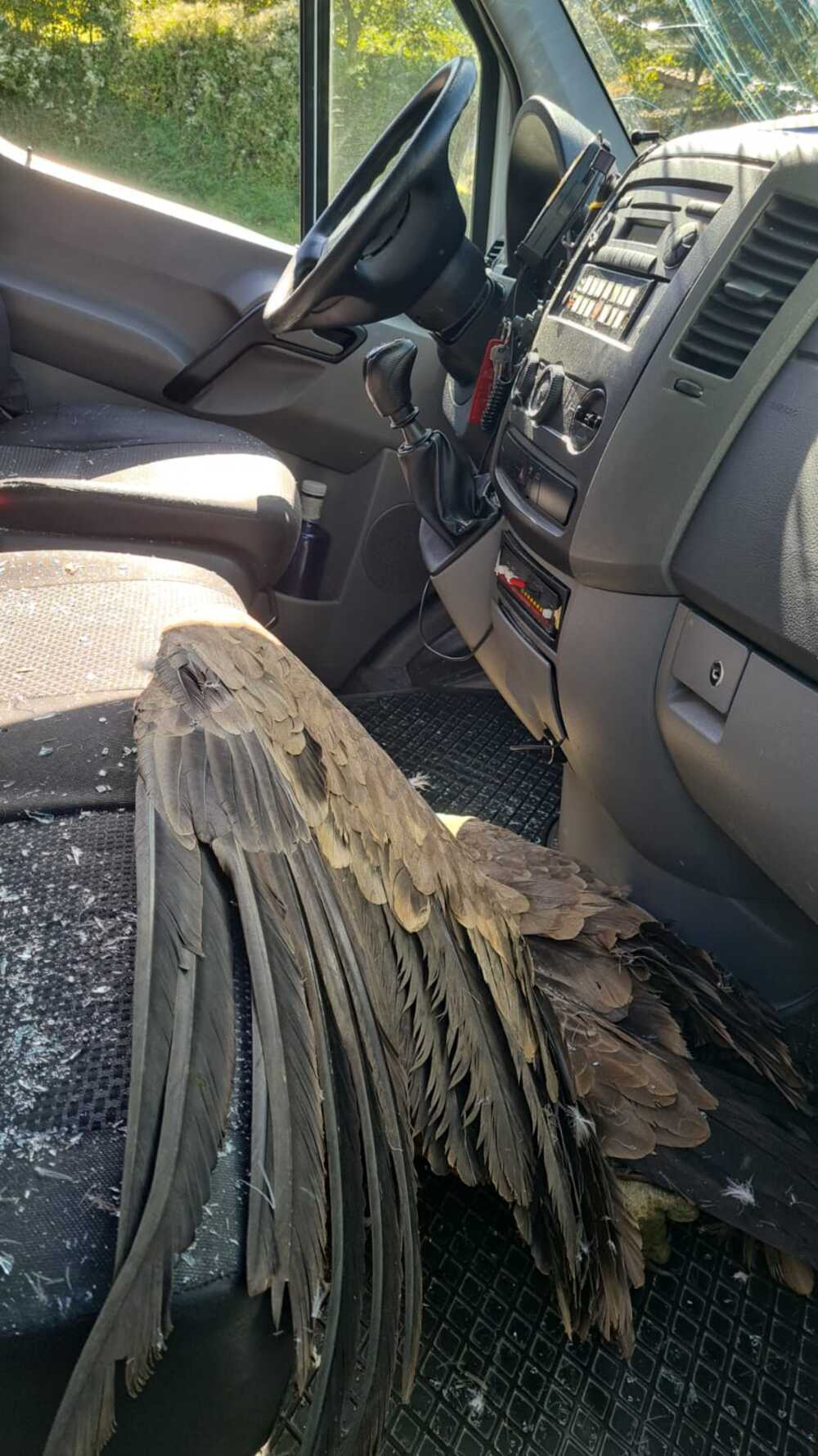 Imagen del ave en el interior del vehículo
