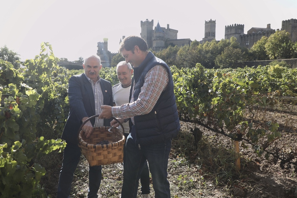 La vendimia de 2023 finaliza en Navarra con la recogida de 56 millones de kilos de uva - El consejero Aierdi realiza el corte del último racimo.