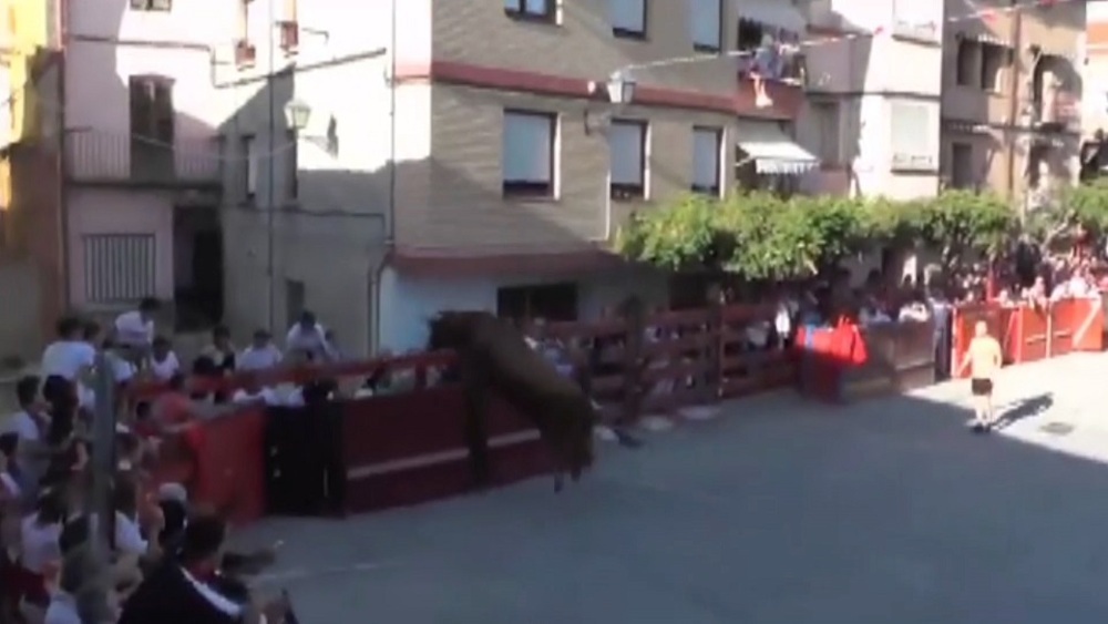 Un toro salta el vallado en Marcilla y siembra el pánico