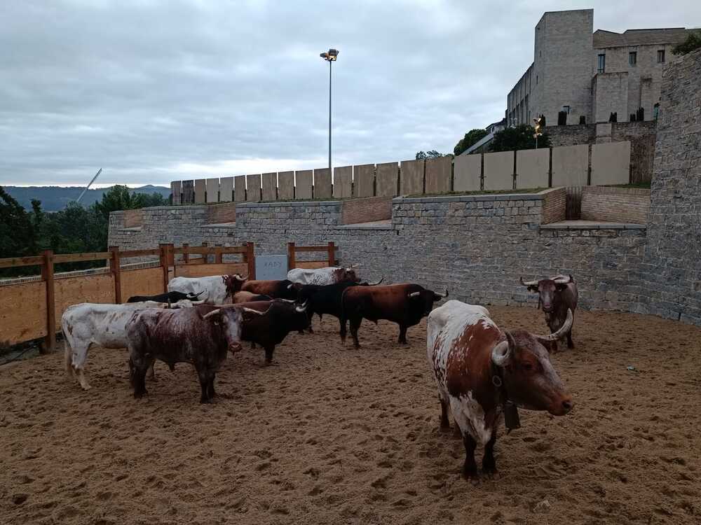 Los toros de La Palmosilla aguardan en los corrales antes de dar el pistoletazo de salida al primer encierro