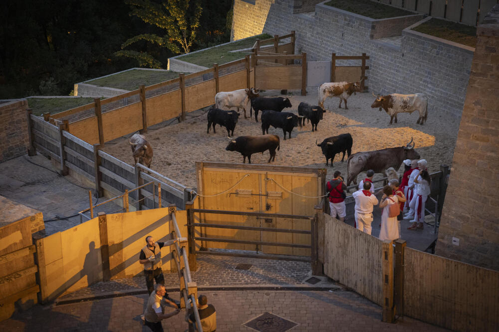 Los toros de la ganadería de Jandilla se trasladan a los corrales de Santo Domingo para correr el sexto encierro de San Fermín