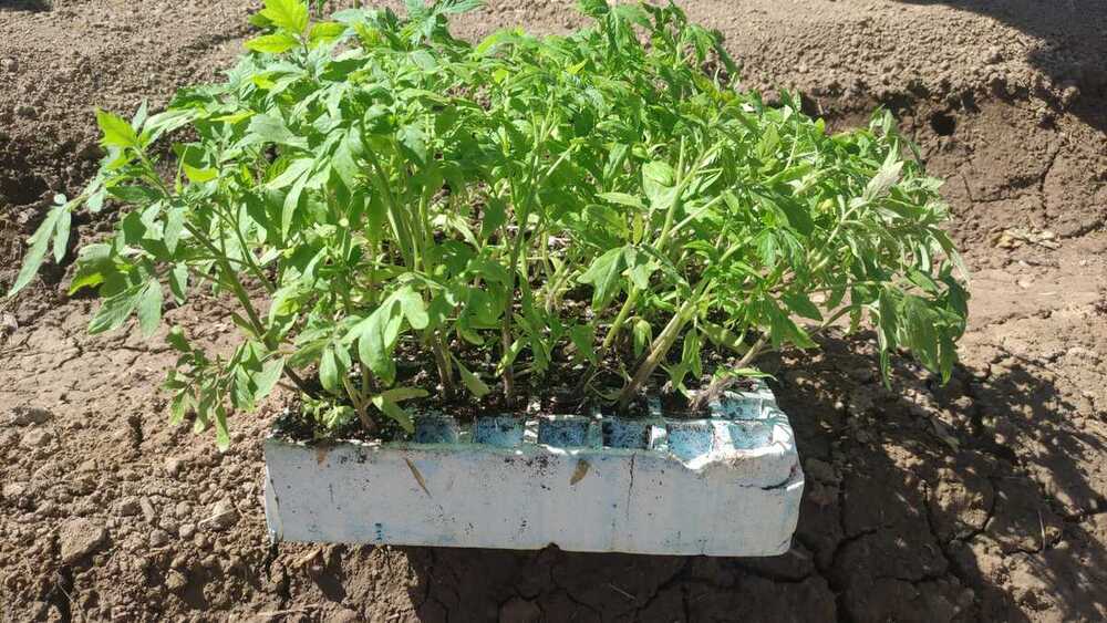 Tudela planta su tomate más famoso