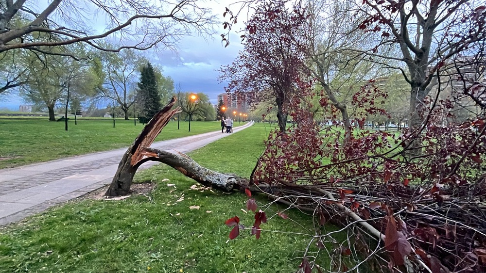 El viento rompe un árbol en la Vuelta del Castillo