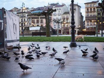 Pamplona intenta poner freno a la invasión de palomas