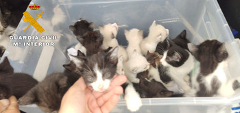 Localizadas 23 crías de gato abandonadas en la Ribera