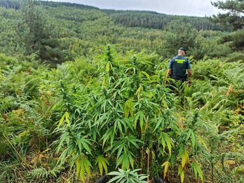 278 plantas de marihuana incautadas el mes pasado en Navarra