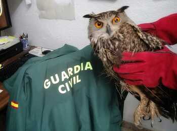 Guardia Civil rescata un búho herido en Artajona