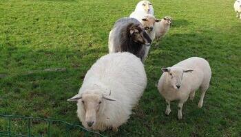 Navarra podría crear rebaños comunitarios de ovino y caprino