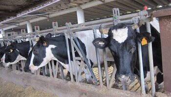 Productores lácteos navarros reciben las ayudas del Estado