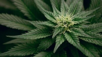 El Congreso da 'luz verde' al uso medicinal del cannabis