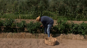 La sequía afecta a las verduras y frutas de La Ribera