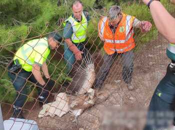 Rescatado un buitre leonado en la autovía A-68