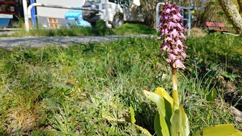 Denuncian el robo de una singular orquídea en Pamplona