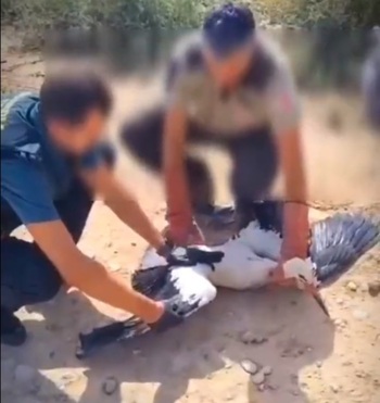 Guardia Civil rescata a una cigüeña en Marcilla