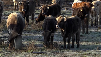 Reconocimiento taurino a la ganadería Macua de Larraga