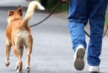 Denunciado por llevar sueltos a dos perros peligrosos