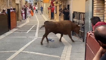 Un toro se escapa del encierro de Ablitas
