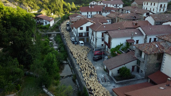 Los rebaños trashumantes pasarán el verano en los Pirineos