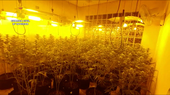 Cae un grupo criminal con más de 10.600 plantas de marihuana