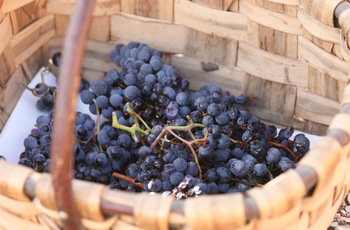 La vendimia termina con 56 millones de kilos de uva recogida