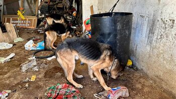 Investigado por tener a tres perros desnutridos en un garaje