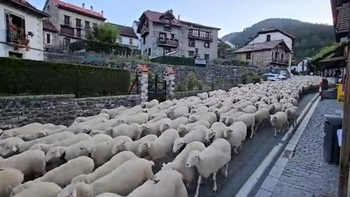 Miles de ovejas emprenden la ruta hacia las Bardenas