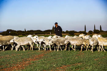 España vuelve a quedar libre de viruela ovina un año después