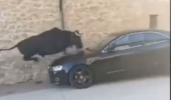 Una vaquilla salta por encima de un coche en Mendigorría