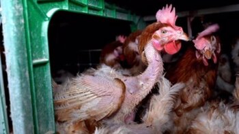 8 meses de prisión por matar 42 gallinas en Aspurz